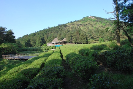 启示_浙江天台云顶茶场采茶活动