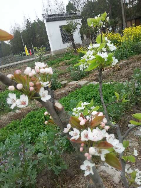 【秦山书市】启：新版“秦山庙会”，首届“秦山书市”